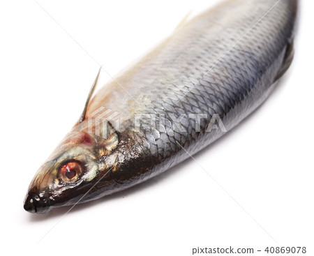 herring herring 40869078