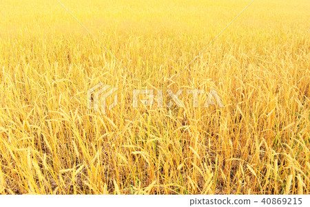 wheat field 40869215