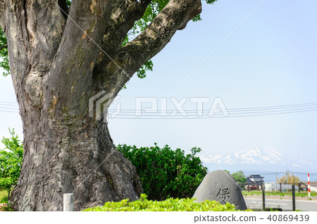 Zelkova和Chokaiyama Yamagata Prefecture的寶藏 40869439
