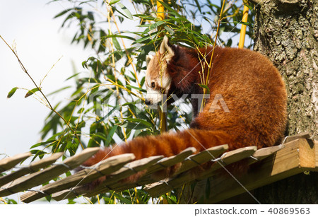 Red panda eating bamboo Red panda eating bamboo 40869563