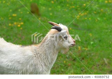 Goats looking sideways Goats looking sideways 40869732