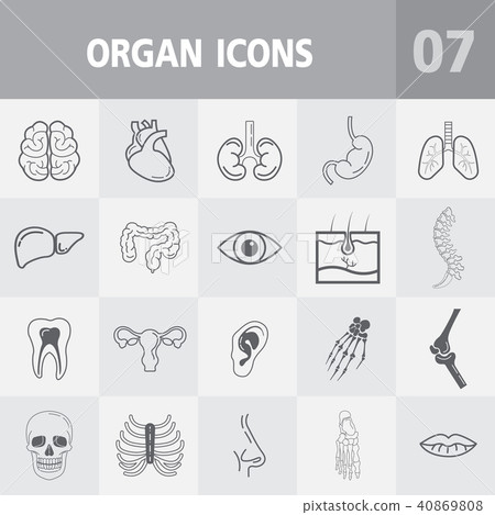 Human anatomy outline icons, Human anatomy outline icons, 40869808