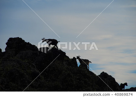 蘭嶼虎頭坡上的山羊剪影 蘭嶼虎頭坡上的山羊剪影 40869874