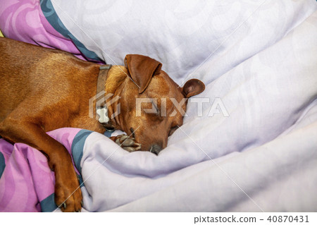 Miniature pinscher dog sleeping on a carpet Miniature pinscher dog sleeping on a carpet 40870431