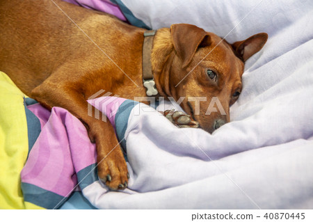 Miniature pinscher dog sleeping on a carpet 40870445