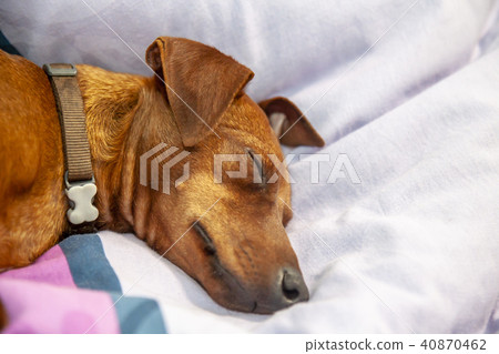 Miniature pinscher dog sleeping on a carpet 40870462