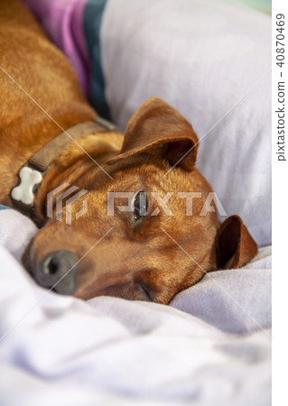 Miniature pinscher dog sleeping on a carpet 40870469