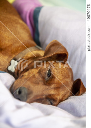 Miniature pinscher dog sleeping on a carpet 40870478