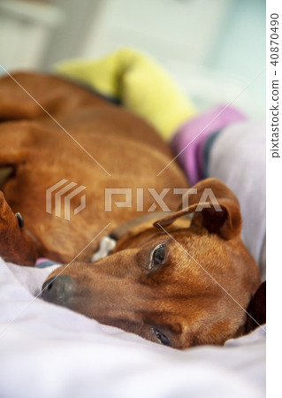 Miniature pinscher dog sleeping on a carpet 40870490