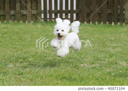 toy poodle toy poodle 40871104