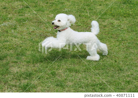 toy poodle toy poodle 40871111