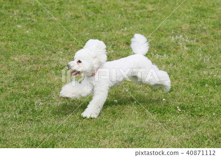 toy poodle toy poodle 40871112