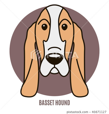 Portrait of Basset Hound. Vector illustration Portrait of Basset Hound. Vector illustration 40871127