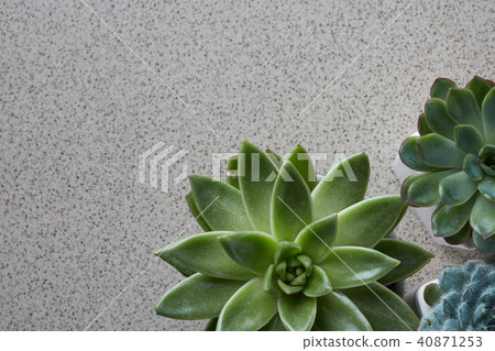 Top view of different types of Echeveria plants on a gray stone background Top view of different types of Echeveria plants on a gray stone background 40871253