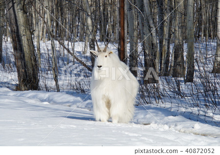 White-royawayagi Mountain goat Canada animals White-royawayagi Mountain goat Canada animals 40872052