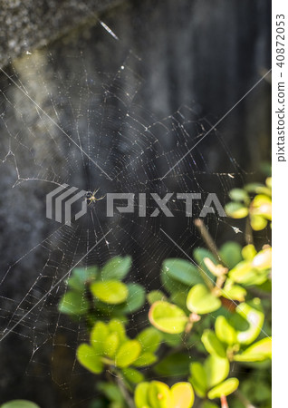 Spider web and spider Spider web and spider 40872053