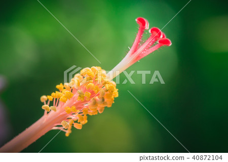 Closeup flower pollen macro shot Closeup flower pollen macro shot 40872104