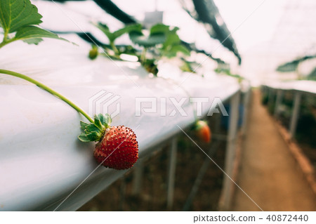 Hydroponics method of growing plants strawberry Hydroponics method of growing plants strawberry 40872440