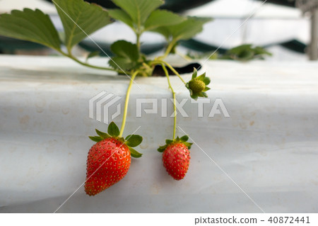 Hydroponics method of growing plants strawberry Hydroponics method of growing plants strawberry 40872441