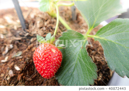 Hydroponics method of growing plants strawberry Hydroponics method of growing plants strawberry 40872443