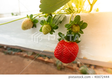 Hydroponics method of growing plants strawberry Hydroponics method of growing plants strawberry 40872444