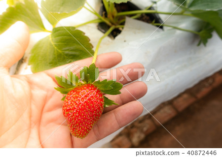 Hydroponics method of growing plants strawberry Hydroponics method of growing plants strawberry 40872446