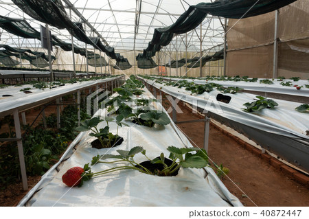 Hydroponics method of growing plants strawberry Hydroponics method of growing plants strawberry 40872447