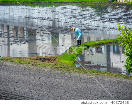 Rice-field glaze Rice-field glaze 40872468
