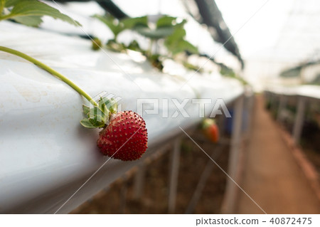 Hydroponics method of growing plants strawberry Hydroponics method of growing plants strawberry 40872475