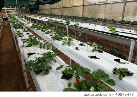 Hydroponics method of growing plants strawberry Hydroponics method of growing plants strawberry 40872477