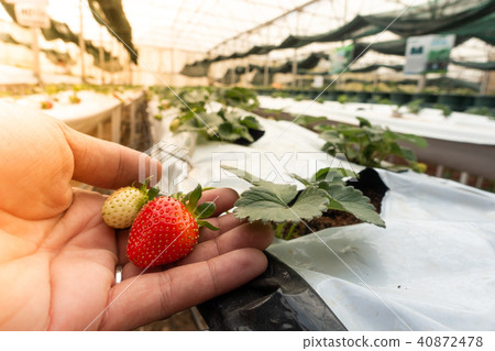 Hydroponics method of growing plants strawberry Hydroponics method of growing plants strawberry 40872478