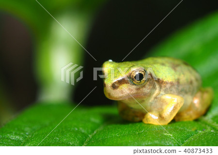 日本黑蛙（青蛙） 40873433