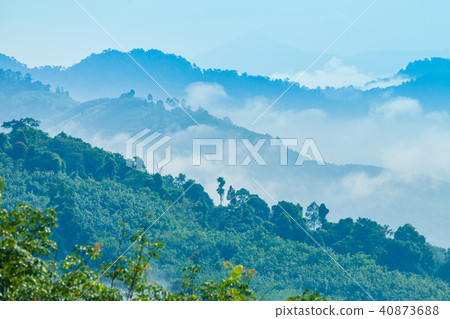 fog cover the trees in the Phang Nga valley fog cover the trees in the Phang Nga valley 40873688