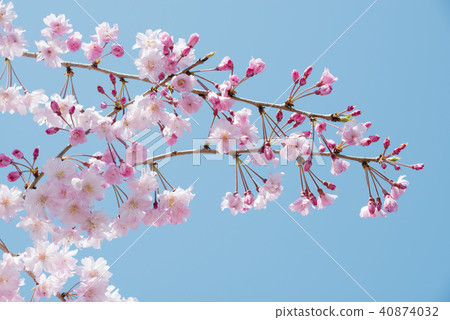  Cherry blossoms and blue sky 40874032