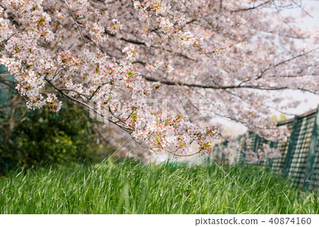 Cherry blossoms and green 40874160
