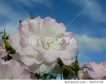 花[玫瑰粉] 40874706