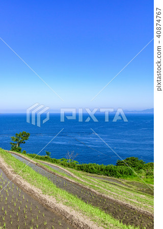 在Arai，Ine-cho，京都的梯田 40874767