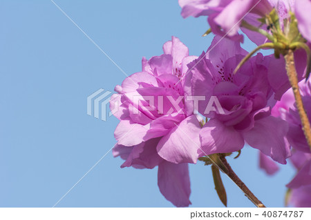 淀川杜鵑花 淀川杜鵑花 40874787