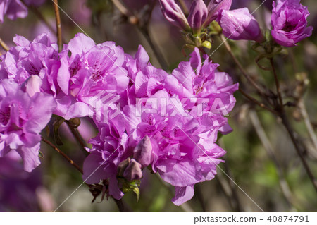 图库照片 淀川杜鹃花