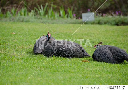 Hollow Holes South Africa 40875347