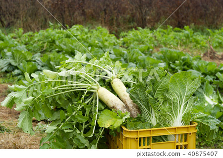 蘿蔔的收穫在北海道領域的 蘿蔔的收穫在北海道領域的 40875407