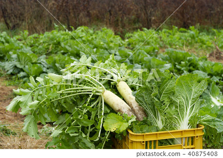 Harvest of radish in Hokkaido field 40875408