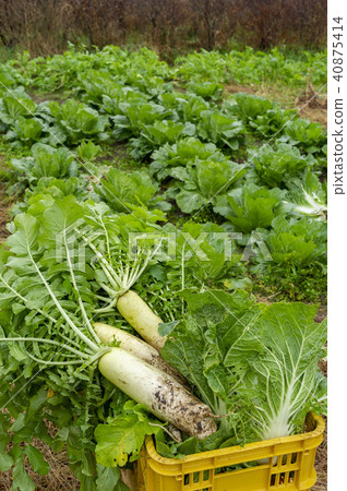 蘿蔔的收穫在北海道領域的 蘿蔔的收穫在北海道領域的 40875414