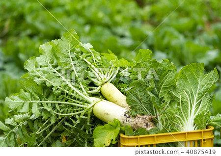 蘿蔔的收穫在北海道領域的 40875419