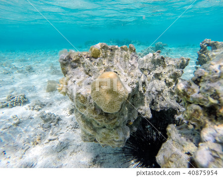 Coral Reef Coral Reef 40875954