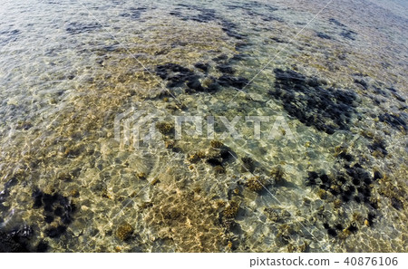 sea urchins underwater in Egypt 40876106