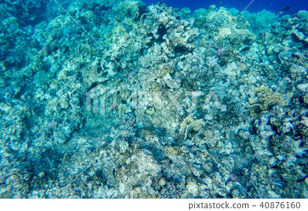 Coral Reef Coral Reef 40876160