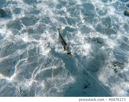 Red Sea Racoon butterflyfish (Chaetodon fasciatus) Red Sea Racoon butterflyfish (Chaetodon fasciatus) 40876171