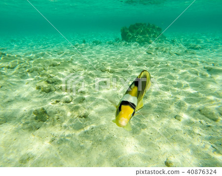 Red Sea Racoon butterflyfish (Chaetodon fasciatus Red Sea Racoon butterflyfish (Chaetodon fasciatus 40876324