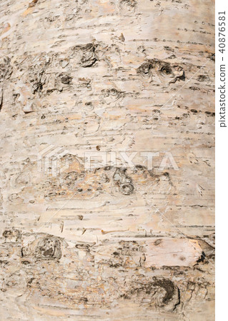 White birch bark Hokkaido Otaru City White birch bark Hokkaido Otaru City 40876581